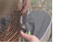 Kuvassa näytetään kuinka pajunoksien tyvet katkaistaan saksilla.